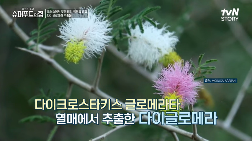 다이글로메라 1