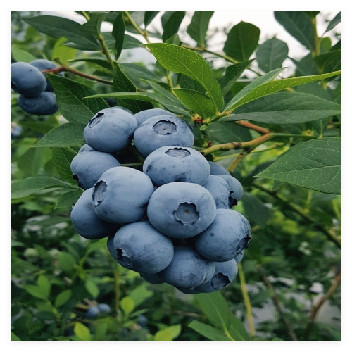 블루베리-효능-효소