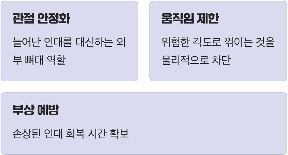 외부의 튼튼한 뼈대, 관절 안정화