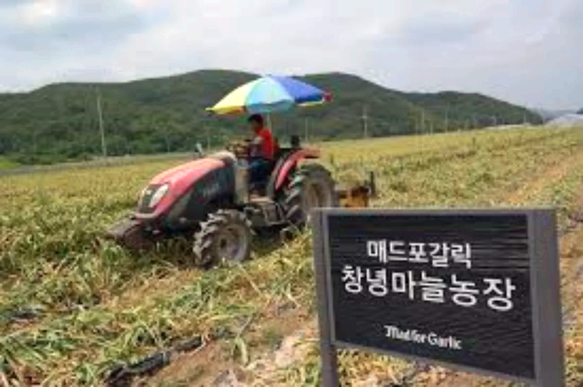 매드포갈릭 창녕 마늘