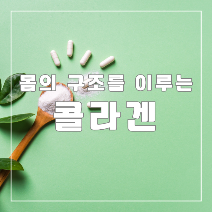 몸의 구조를 이루는 콜라겐