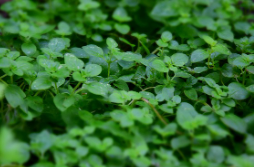 비단풀 효능과 부작용 총정리 : 전통 약초의 놀라운 기능