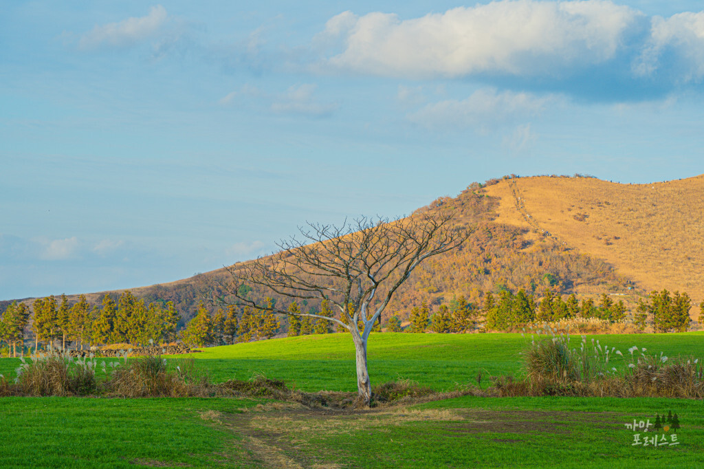 새별오름 나홀로나무