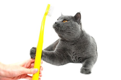 칫솔과 고양이.