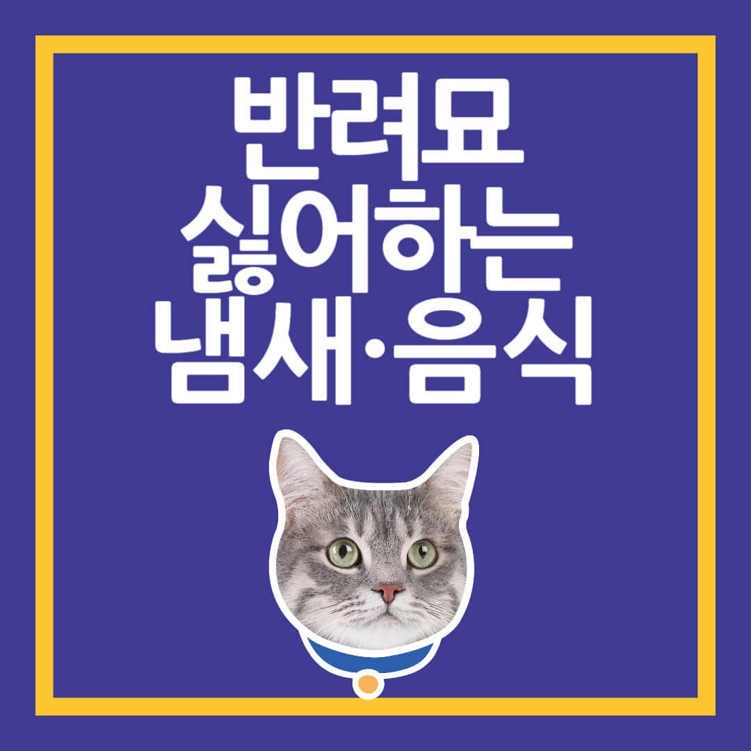 반려묘가 싫어하는 것