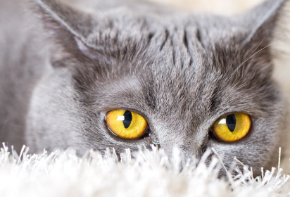 금빛 고양이의 눈 맞춤.