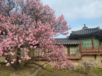 창덕궁 만첩홍매화 개화시기 명소_50