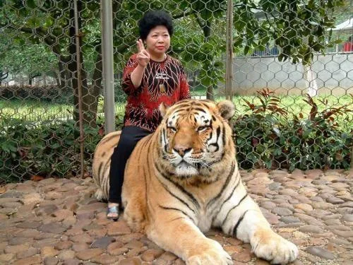 호랑이 탄 아줌마 나오는 꿈