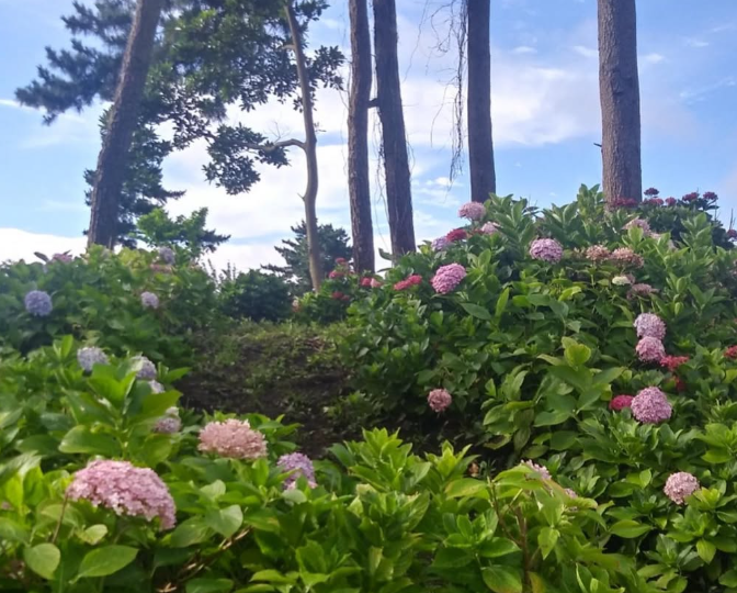 제주 수국 명소 현애원|수국 개화 시기부터 포토존, 입장료까지 총정리