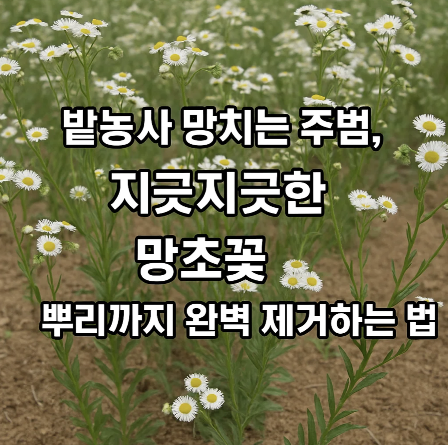 밭농사 망치는 주범, 지긋지긋한 망초꽃 뿌리까지 완벽 제거하는 법