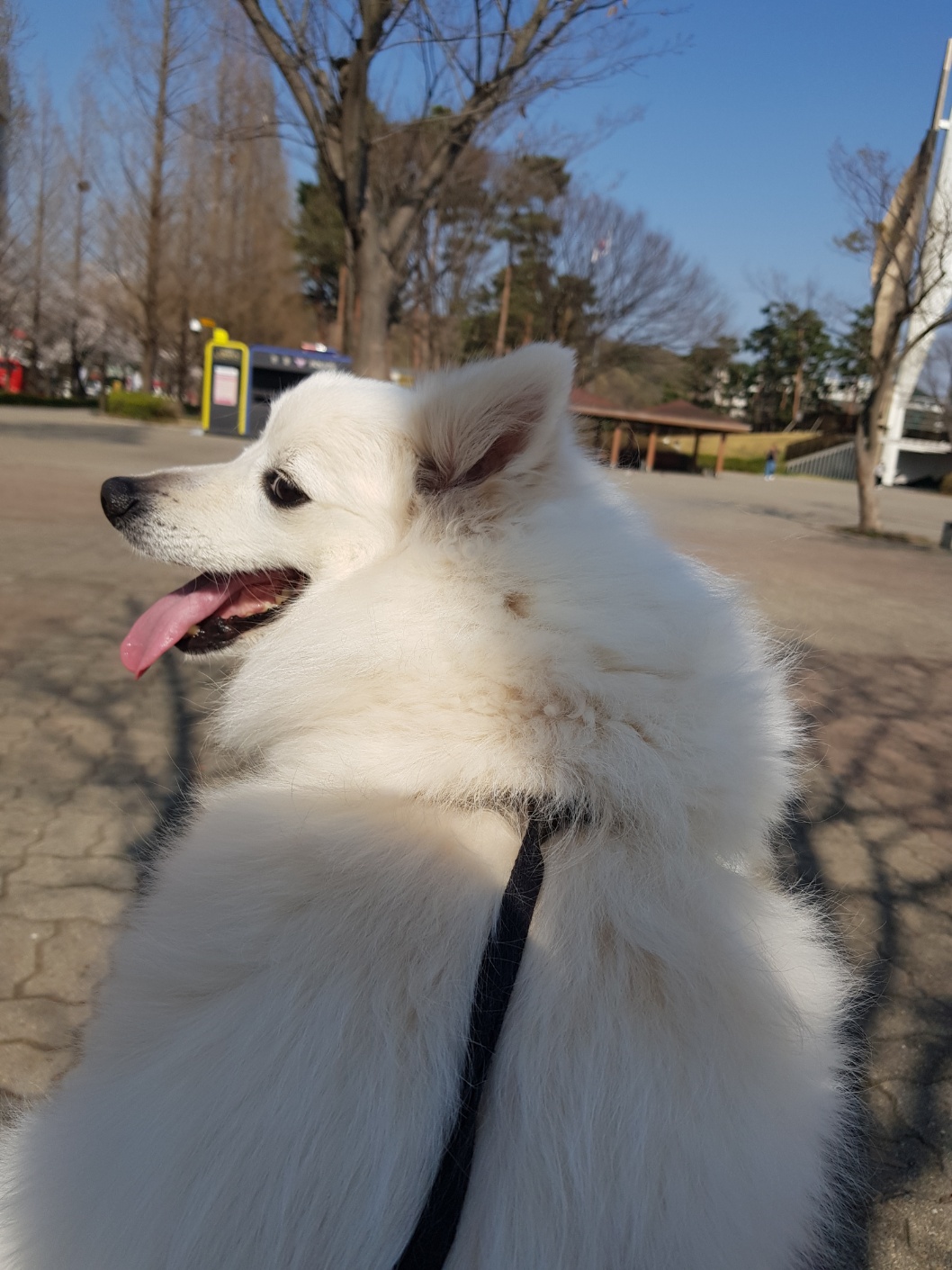 행복한 미소를 짓고 있는 강아지 사진