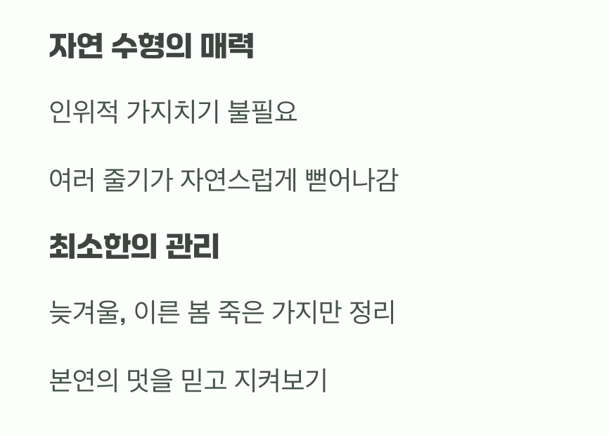 비결 3. 그대로의 멋&amp;#44; &amp;#39;자연스러운 수형&amp;#39;