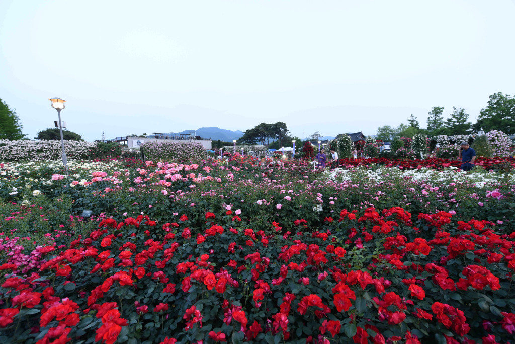 곡성장미축제사진