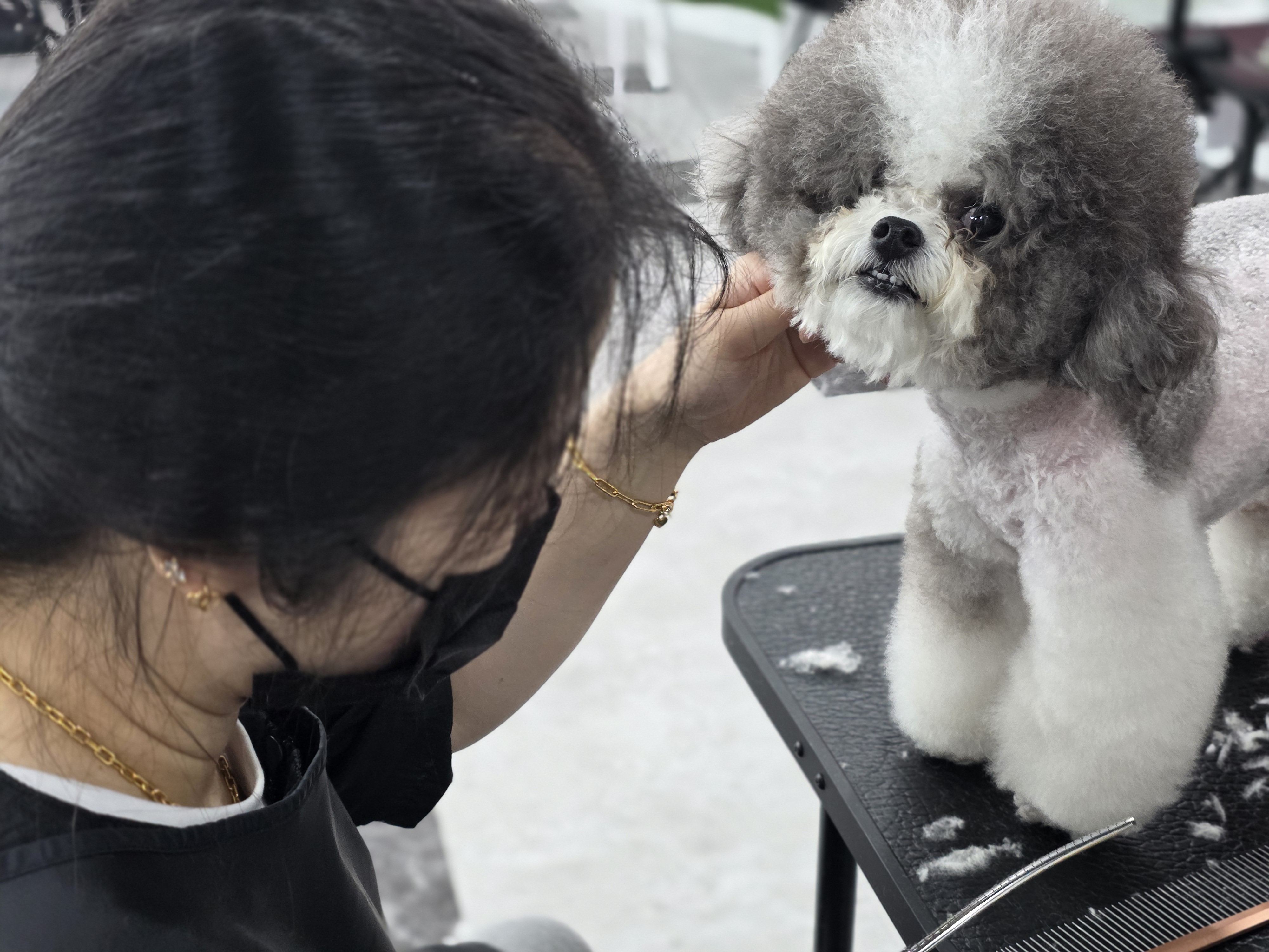 목동애견미용학원 국비지원 비용