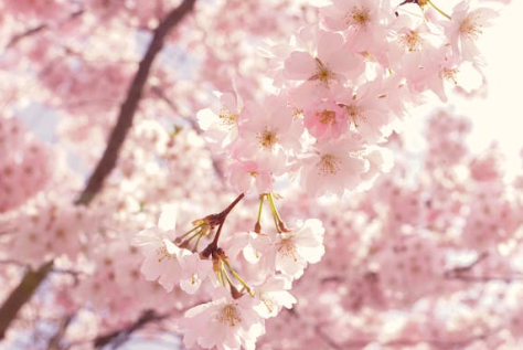 충청도 벚꽃 명소