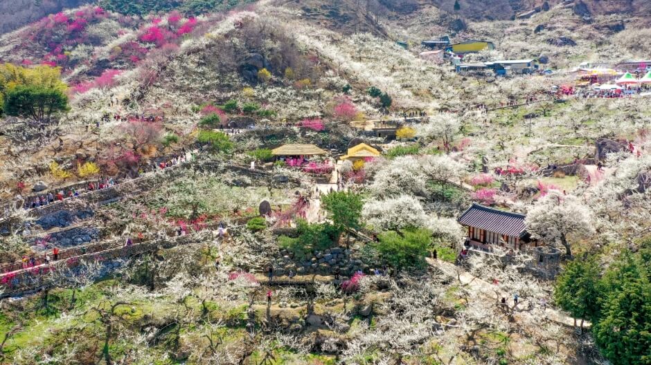 광양 매화축제 기간, 위치, 입장료, 주차 등 상세정보 안내