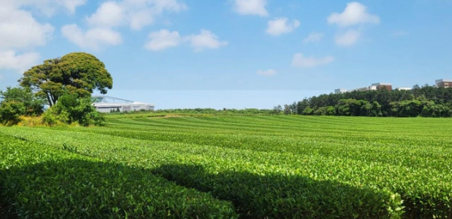 제주 오설록 티뮤지엄 녹차밭