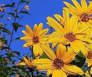 돼지감자 꽃 당뇨에 좋은 돼지감자