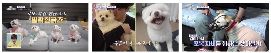 개는 훌륭하다 재방송 다시보기 - 174회 로또, 173회 구름이, 172회 호빵이