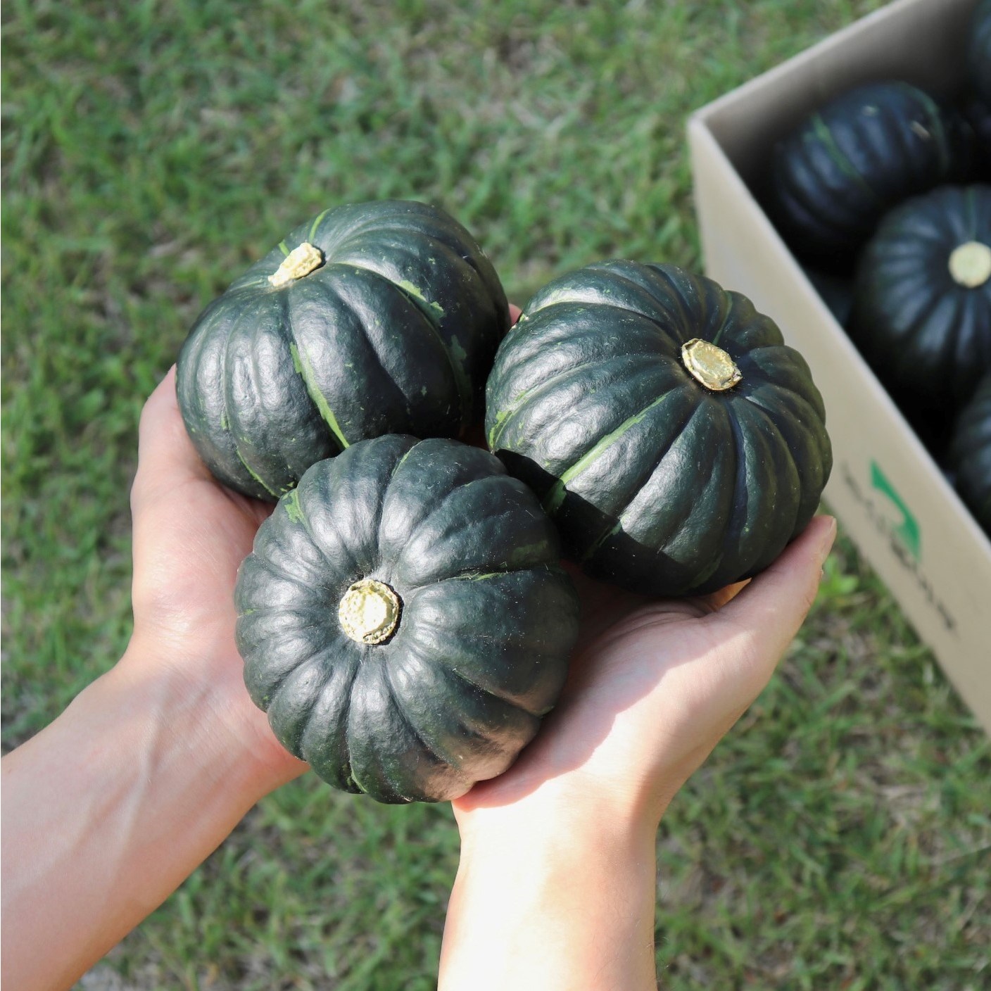 단호박 효능 칼로리 영양소 9가지