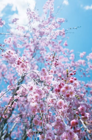 전국 벚꽃 명소 추천 개화시기 및 숨은 스팟