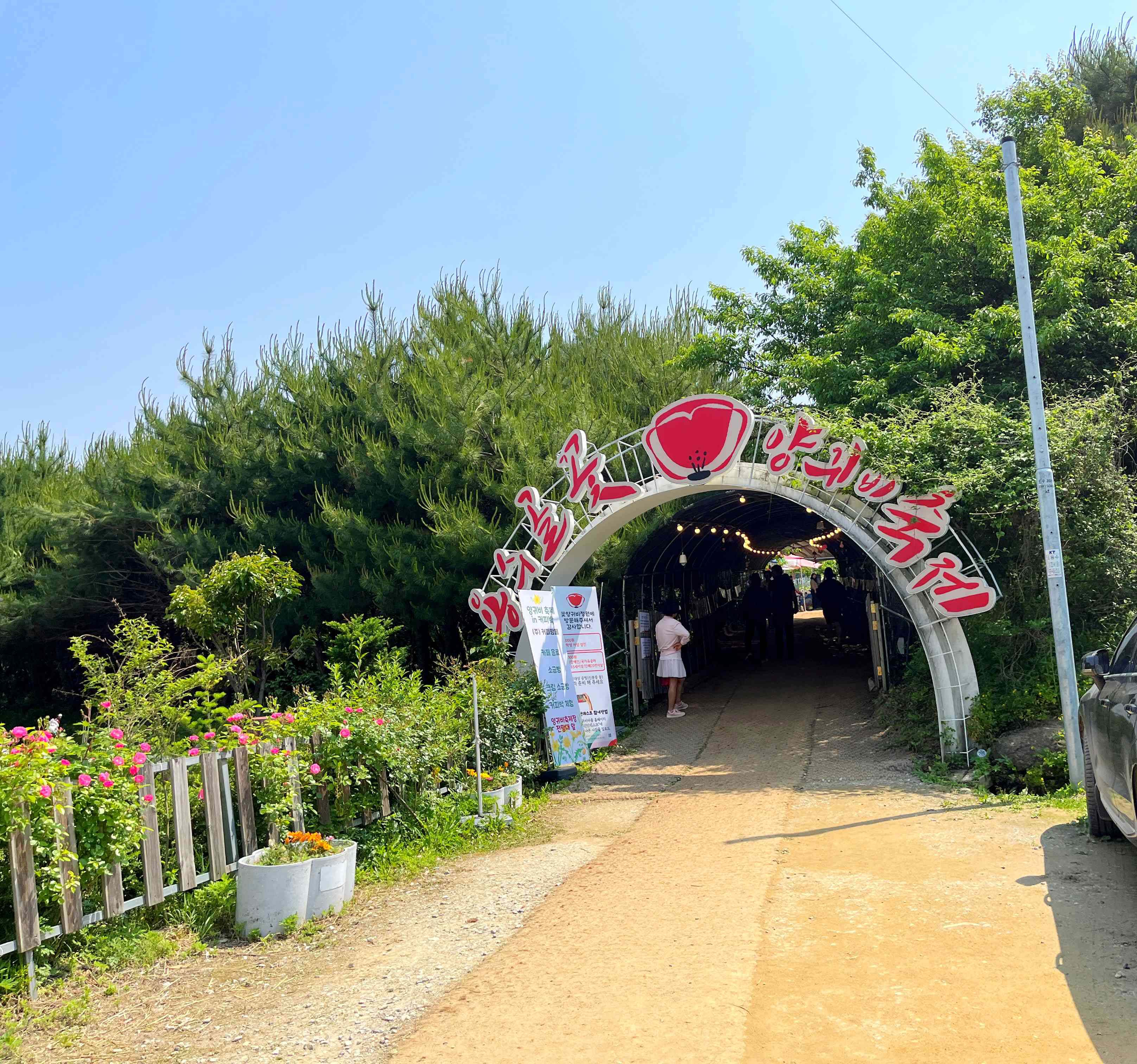 용수골 양귀비 축제