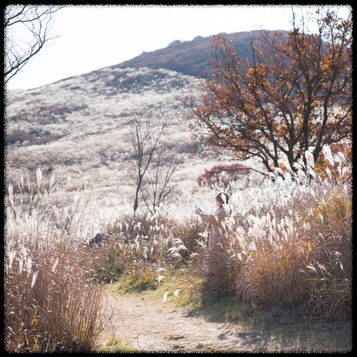 황매산 억새축제, 놓치면 후회할 필수 정보!
