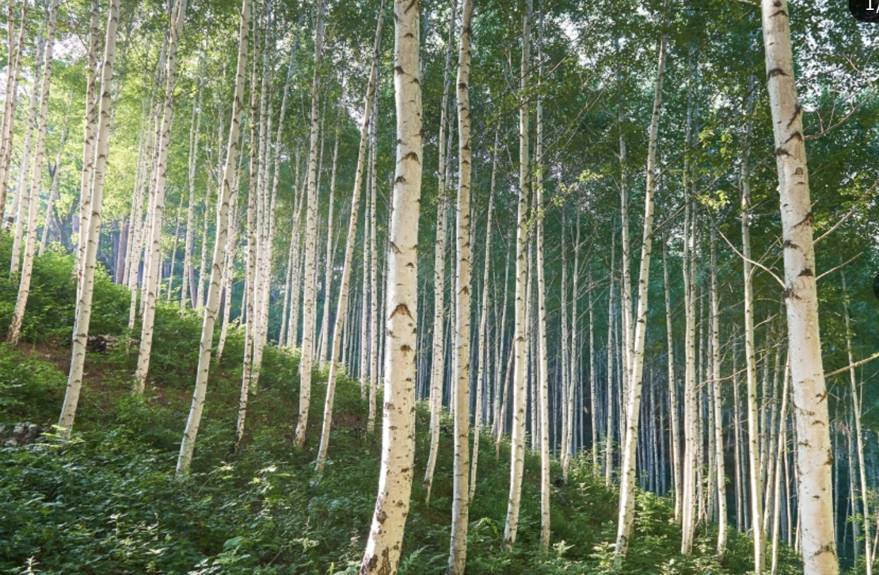 인제 원대리 자작나무숲