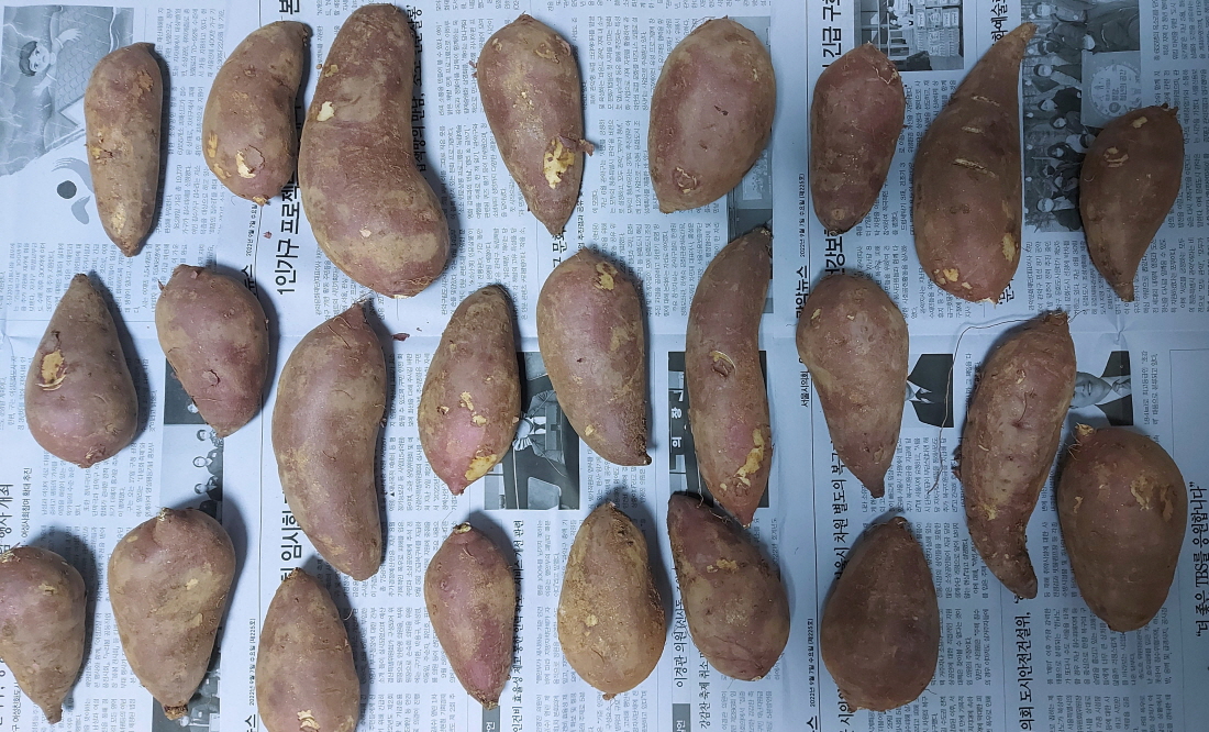 고구마 전자렌지로 찌는 법