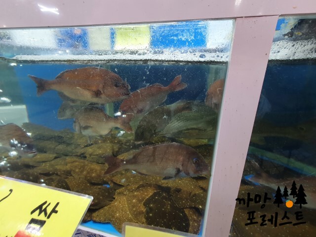 강릉 도마횟집 중앙횟집