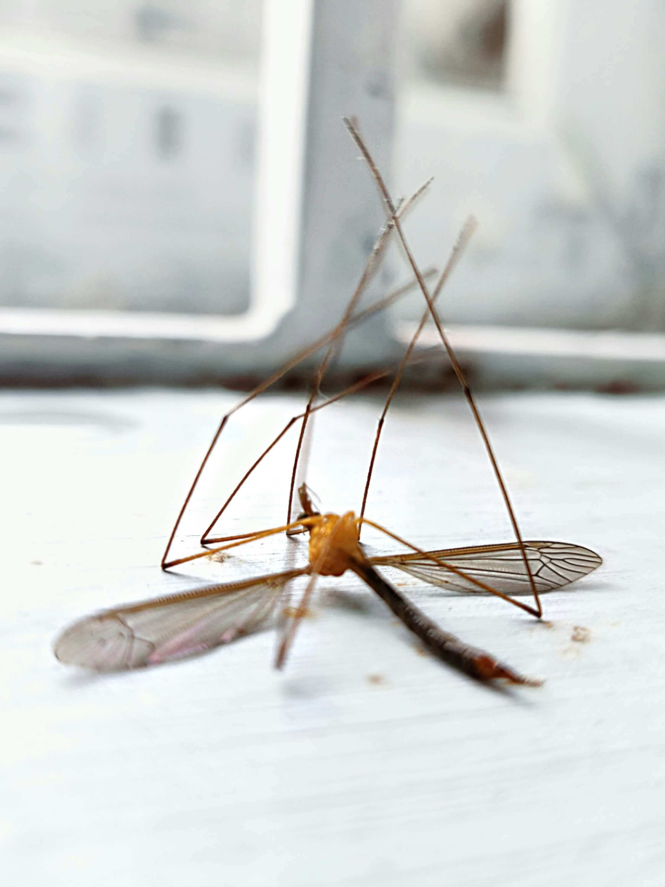 말라리아 증상