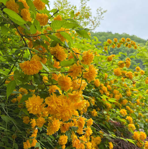 화담숲 사진
