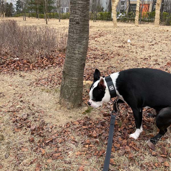 강아지가 검은 목줄을 하고 똥을싸고있다