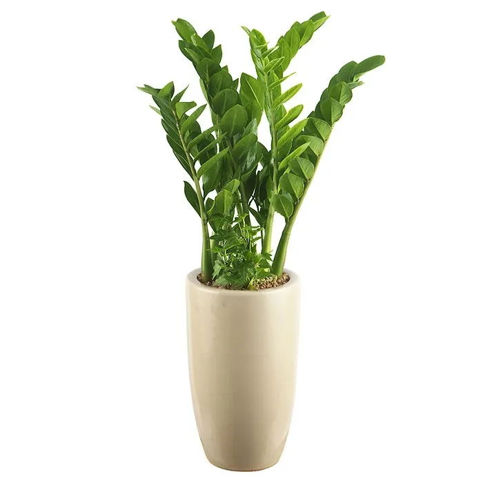 금전수 물주기 과습예방 배수층 만들기 흙선택 시니어도 편한 관리_2