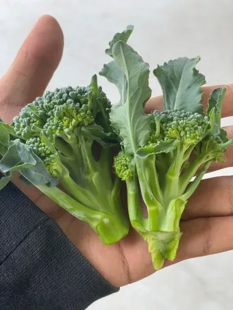 브로콜리니 재배 가지 분지 키우기 연속 수확 물 관리_33