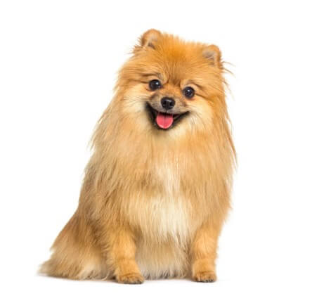 개한테 물리는 꿈