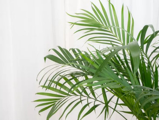 [식물키우기] 아레카야자 키우기 관리법 - 물주기, 햇빛, 온도, 습도, 흙(토양), 비료