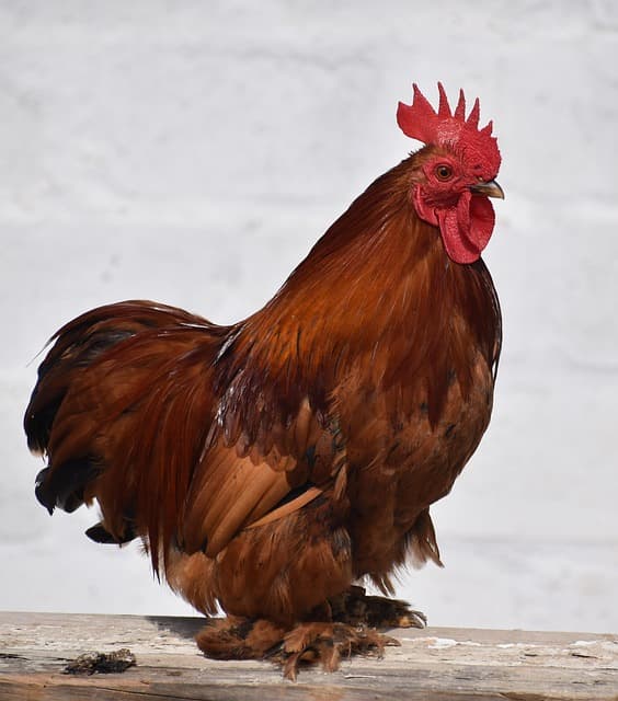 중국에서는 닭을 이렇게 본다? 한·중 닭 문화 비교 분석