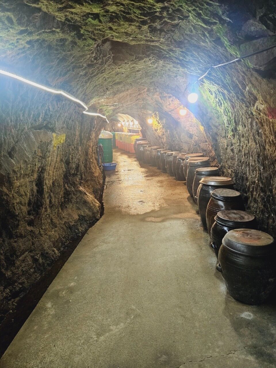 전현무계획2 35회 충남 홍성 광천 중앙토굴새우젓 (젓갈 토굴에서 만나는 진짜 전통 발효식품)