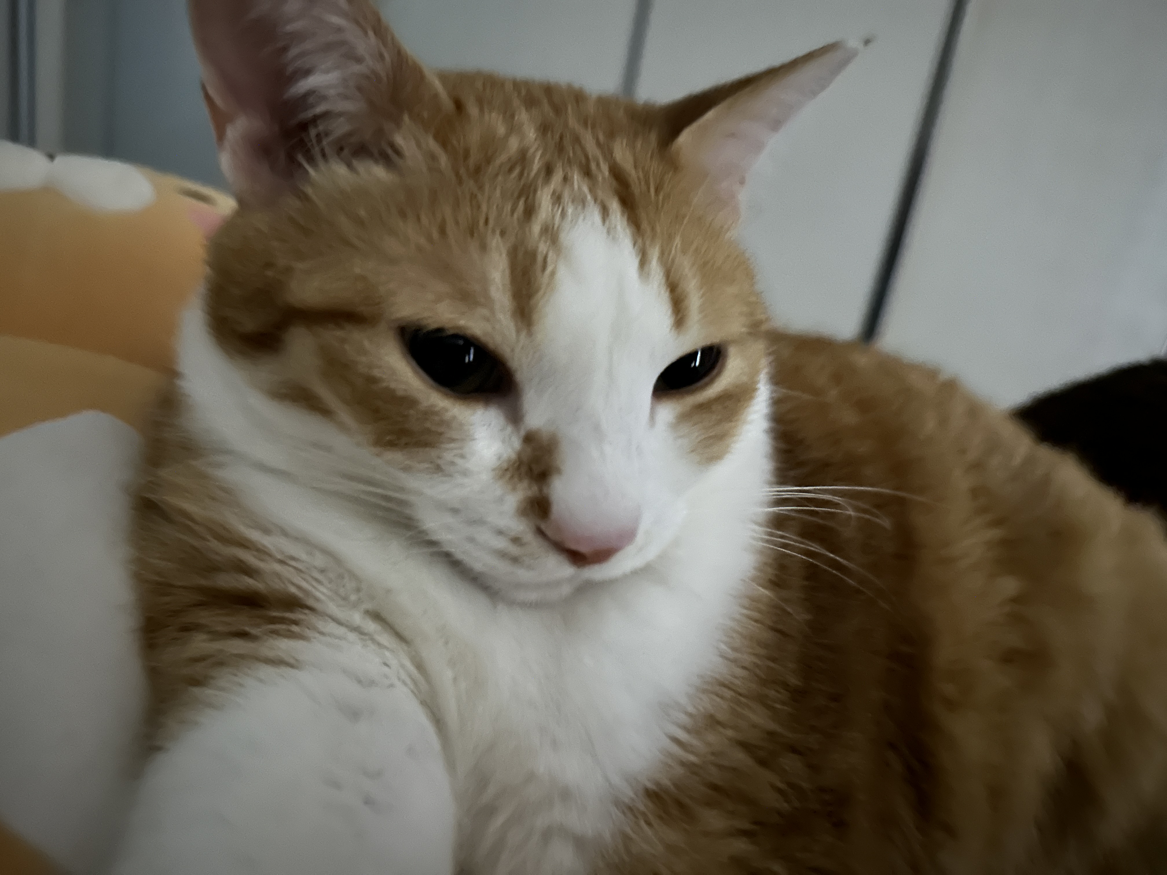 귀여운_치즈냥이_호야