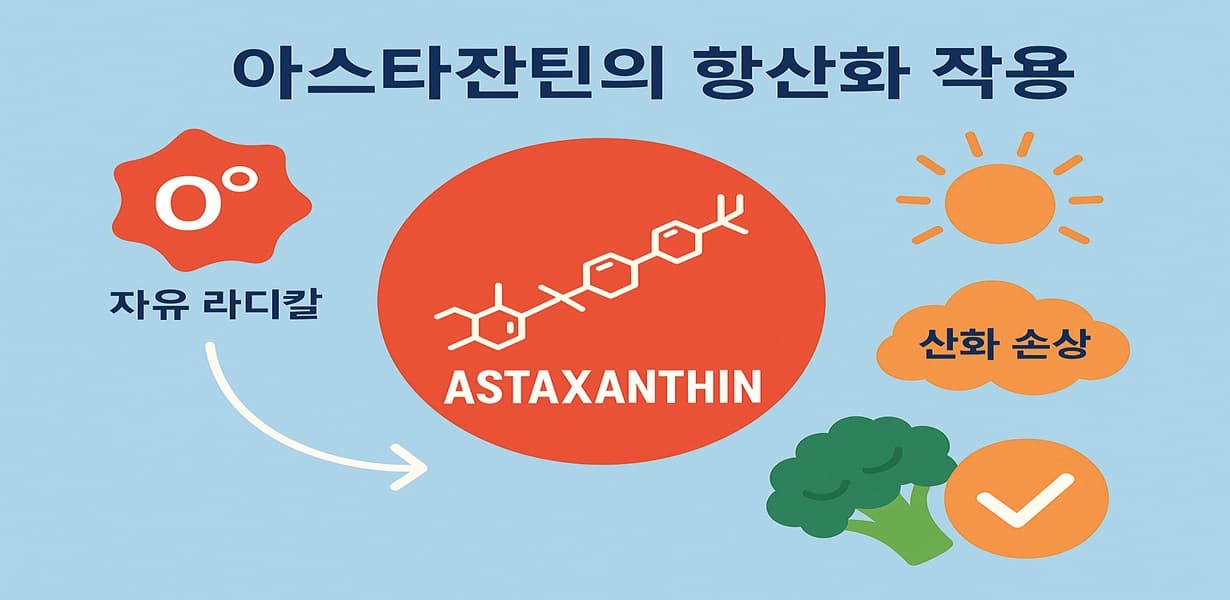 “아스타잔틴의 항산화 작용을 설명한 인포그래픽 이미지”