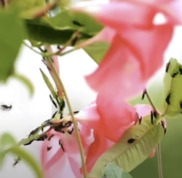 잎사귀 위에 떼로 모여 앉아 있는 러브버그 무리 사진