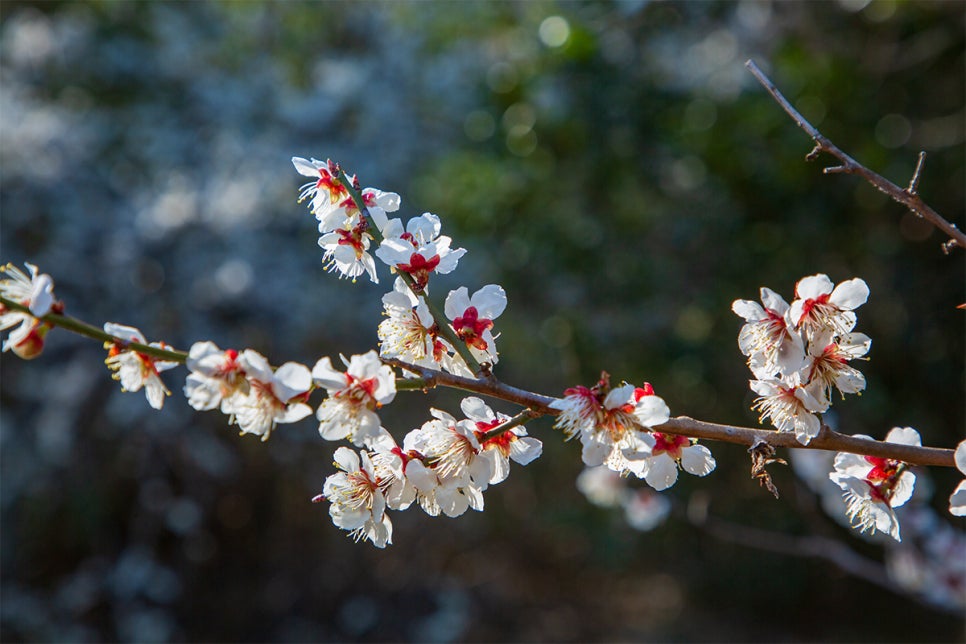 대한민국 벚꽃&middot;매화가 유명한 여행지 톱 5