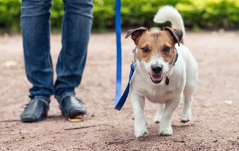 걷는 잭 러셀 테리어 잠자는 포메라니안 개 관절염 예방 팁과 조기 발견 포인트.