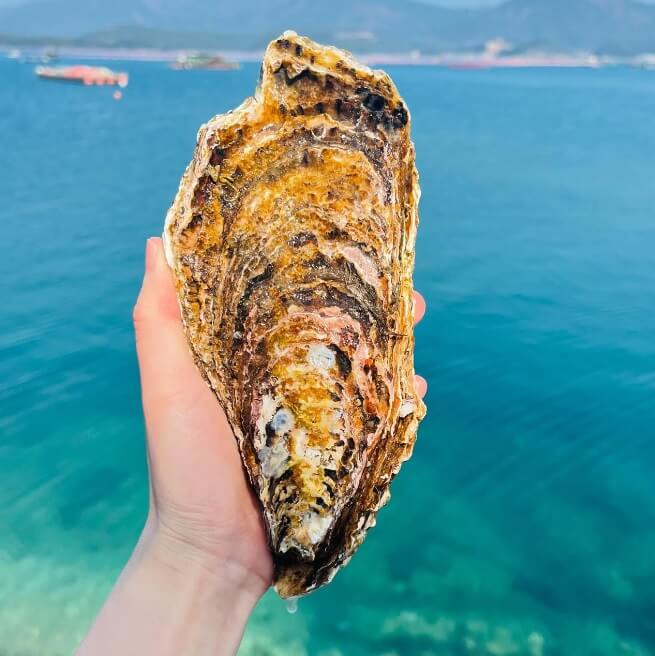 6시내고향 경남 통영의 수산물 전문점 통영자성수산 비단가리비 주문방법 