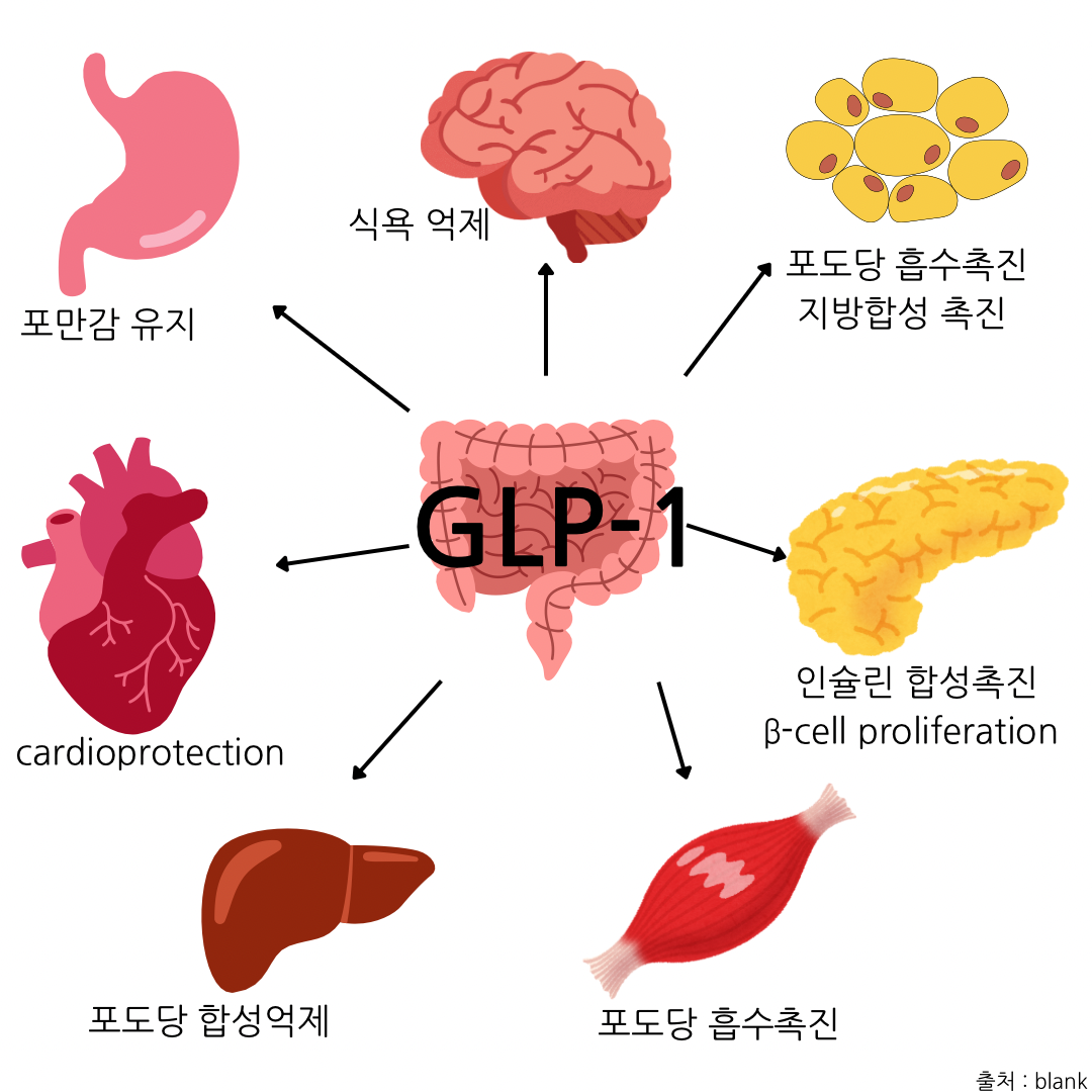 당뇨병 치료제] GLP1 receptor agonists(GLP-1 유사체) 알아보기