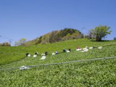 울릉도 배편시간표