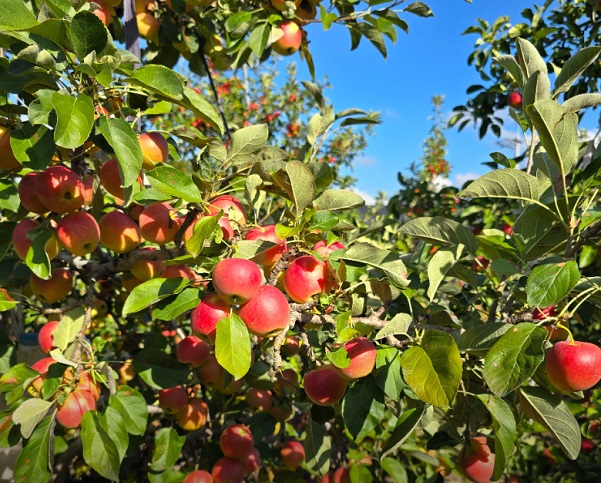 사노라면-경산-사과-구아네농장