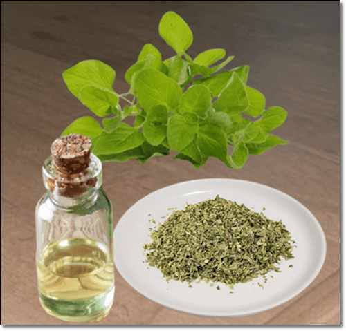 오레가노 오일 효능