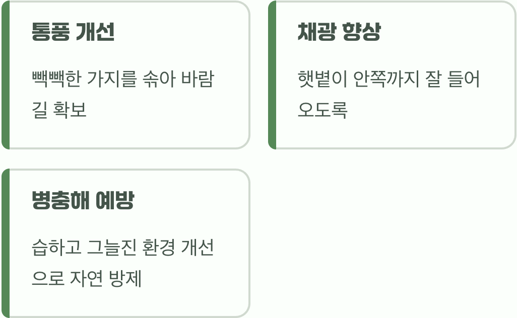 통풍과 햇볕&amp;#44; 건강을 위한 가지치기